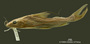 Megalonema punctatum FMNH 7577 holo lat
